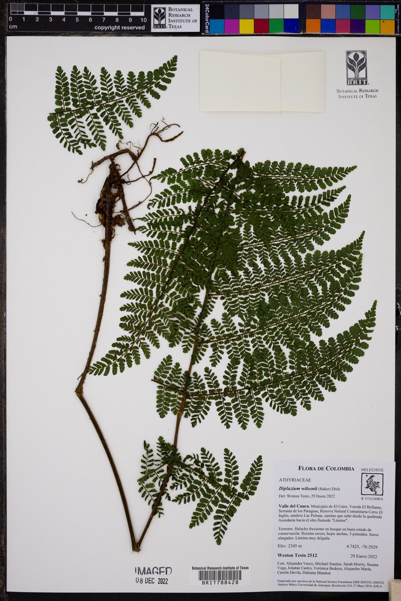 Diplazium wilsonii photo 7