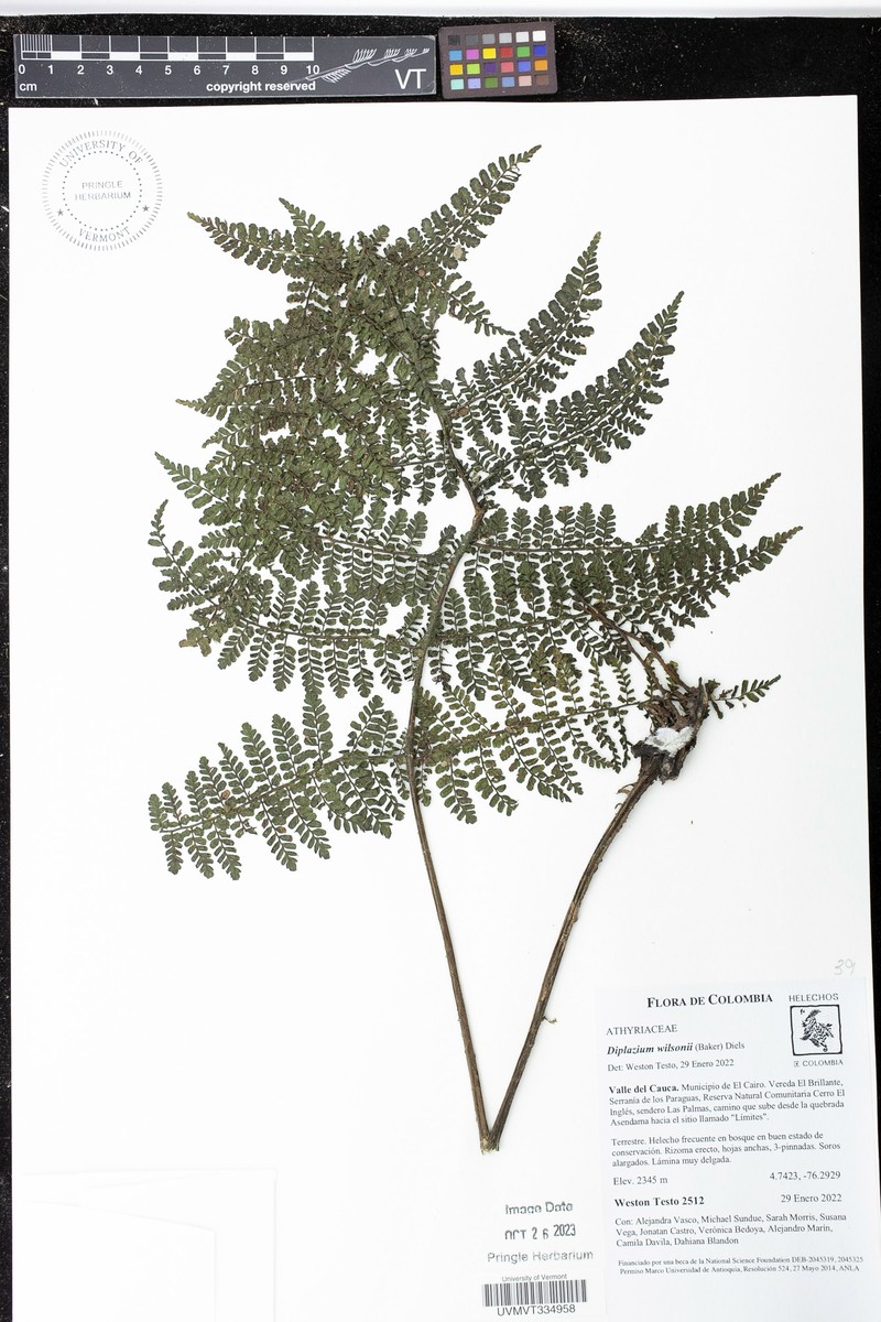 Diplazium wilsonii photo 8