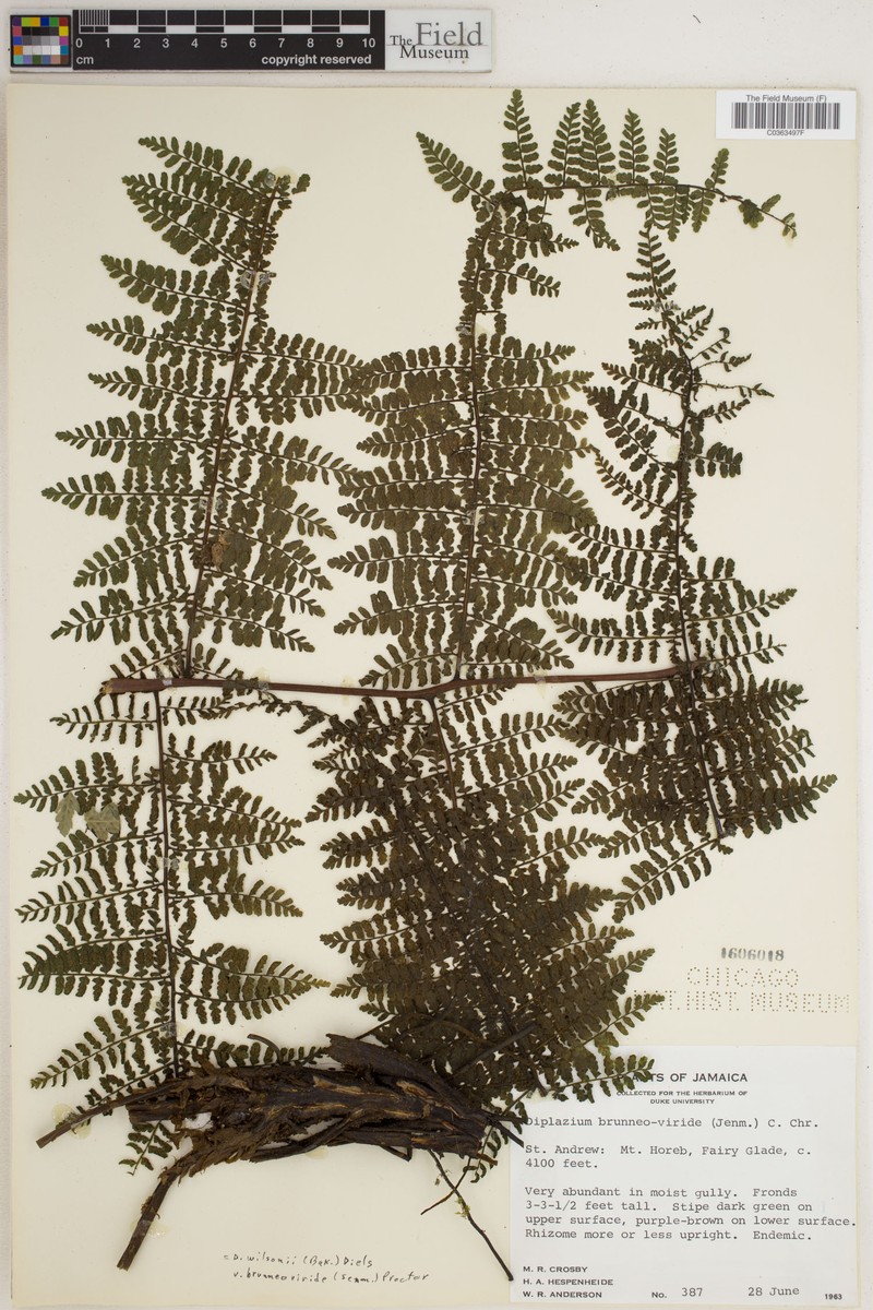 Diplazium wilsonii var. brunneoviride
