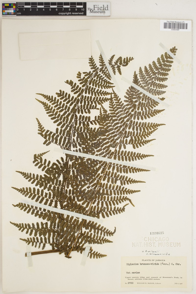 Diplazium wilsonii var. brunneoviride photo 2