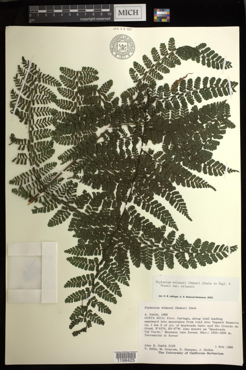 Diplazium wilsonii var. wilsonii