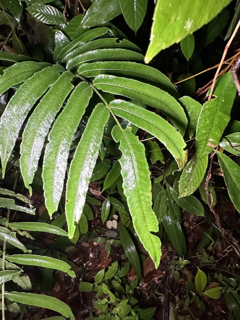 Diplazium xiphophyllum