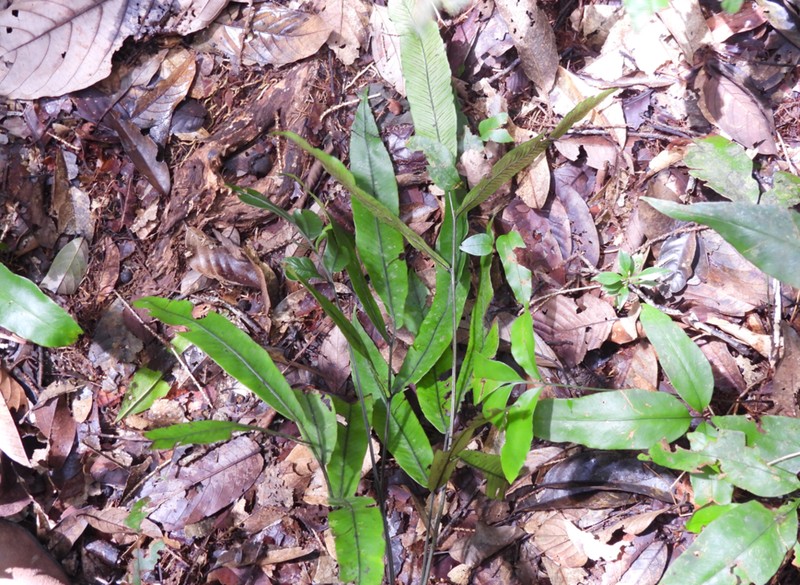 Diplazium xiphophyllum photo 2