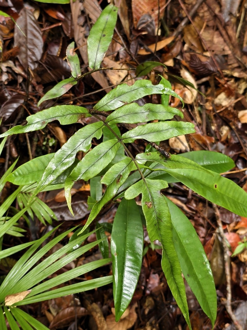 Diplazium xiphophyllum photo 3