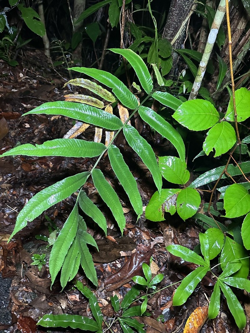 Diplazium xiphophyllum photo 4