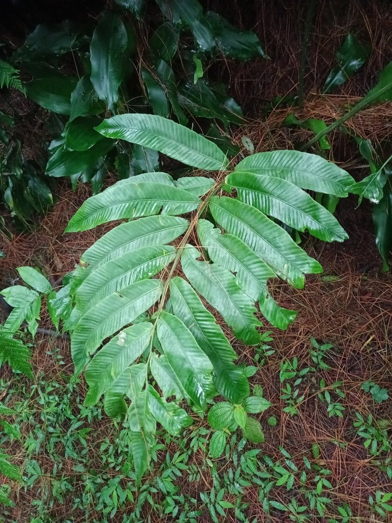 Diplazium xiphophyllum photo 5