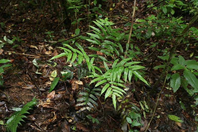 Diplazium xiphophyllum photo 6