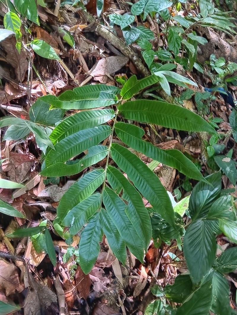 Diplazium xiphophyllum photo 7
