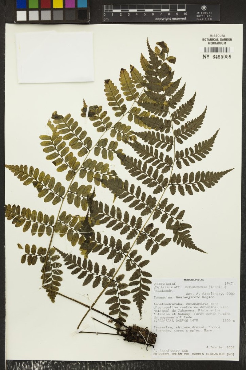 Diplazium zakamenense
