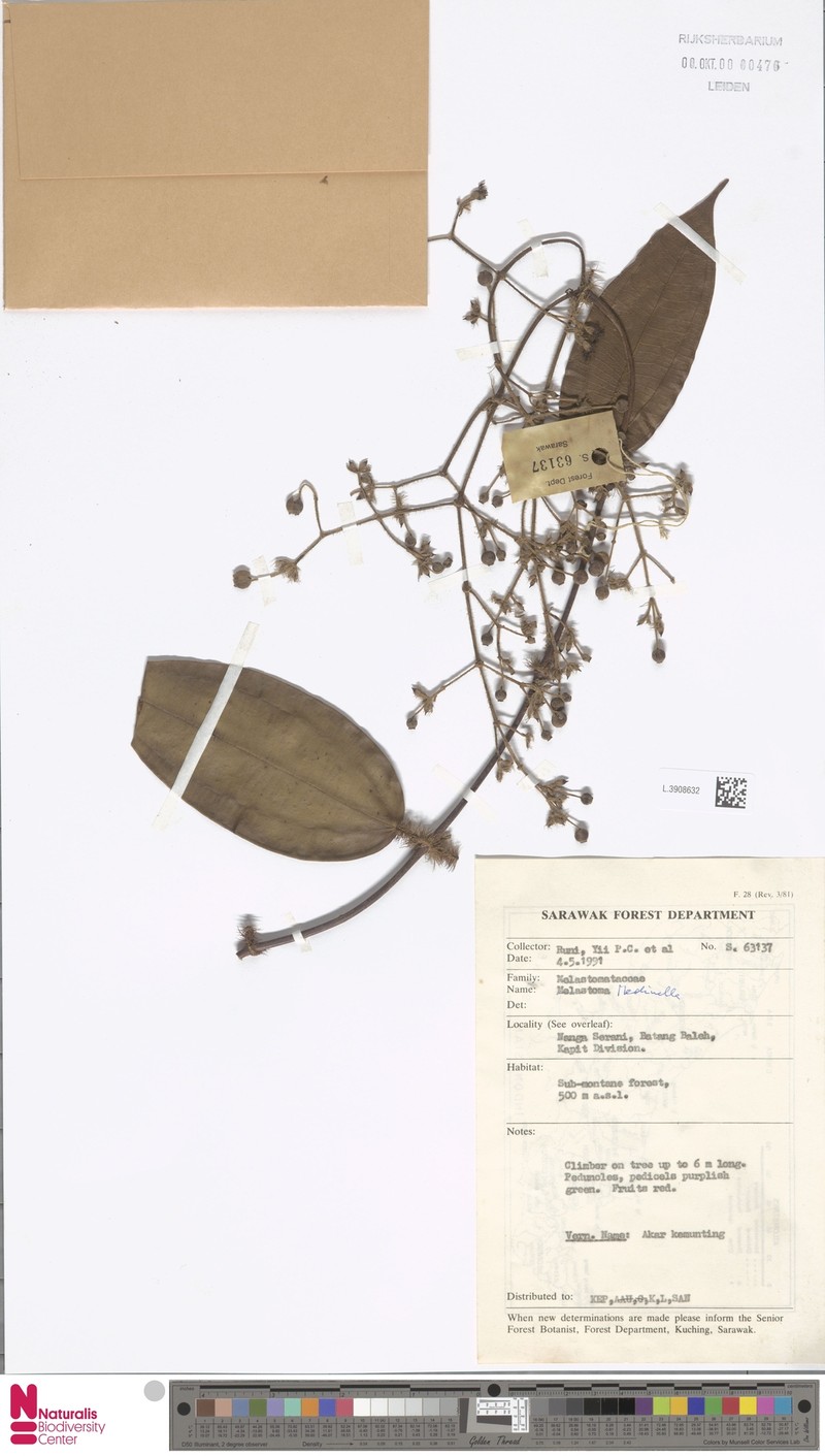 Diplectria maxwellii