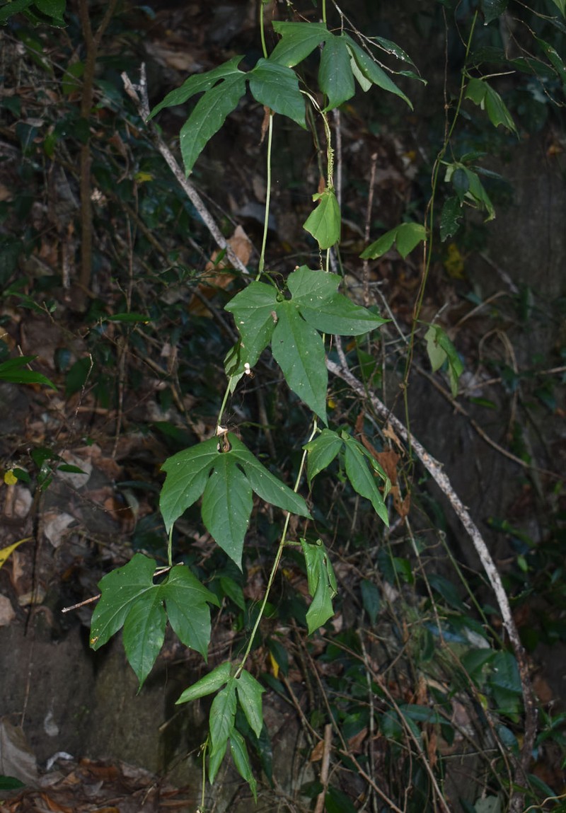 Diplocyclos palmatus subsp. palmatus