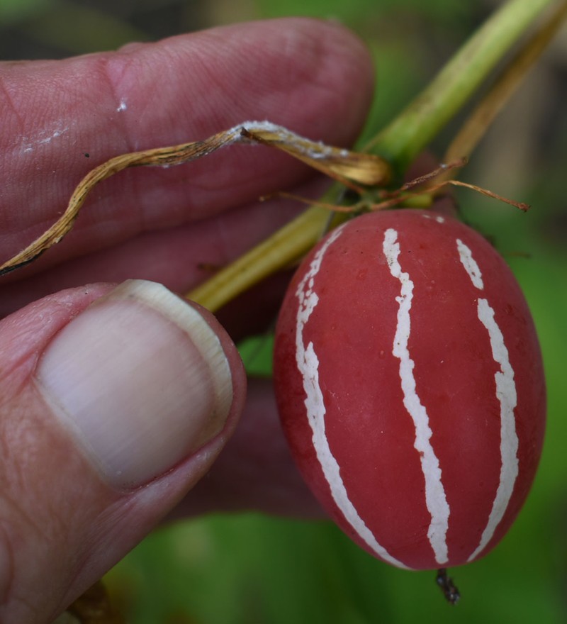 Diplocyclos palmatus subsp. palmatus photo 2