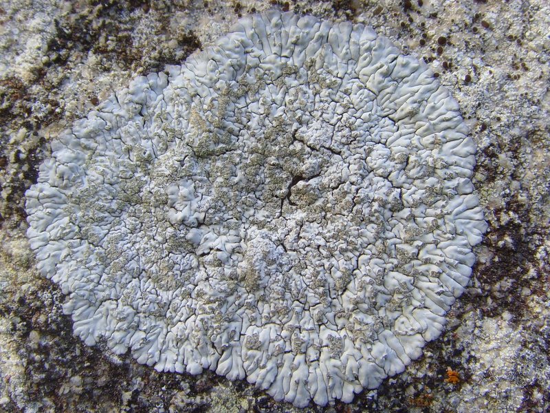 Diploicia Lichen