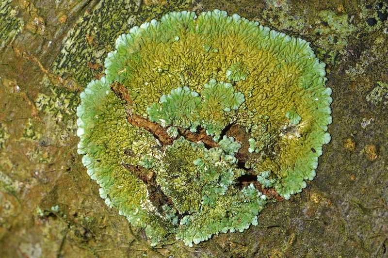 Diploicia Lichen