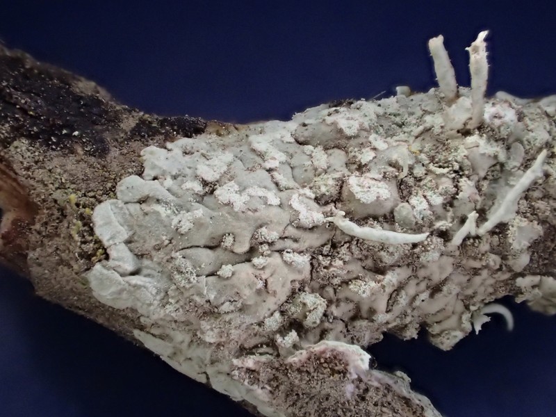 Diploicia Lichen photo 2