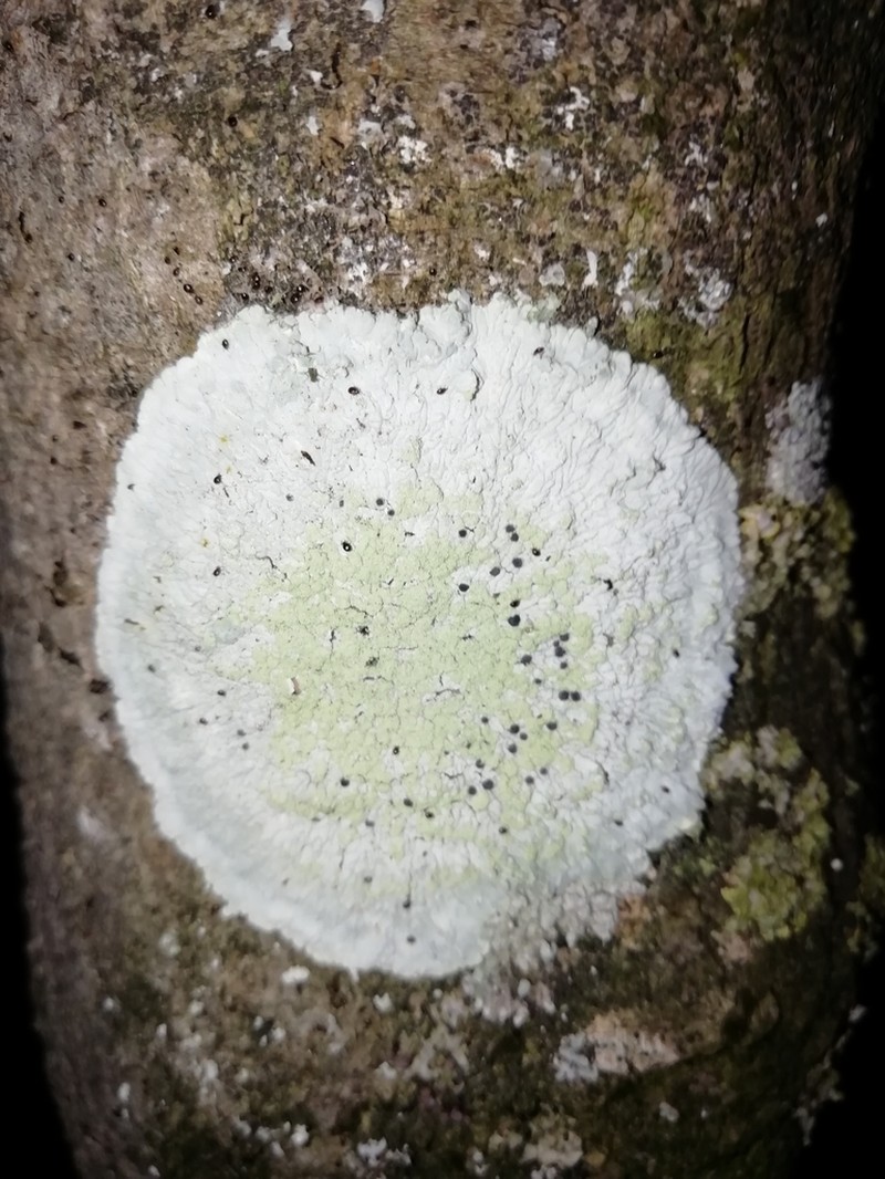 Diploicia Lichen photo 3