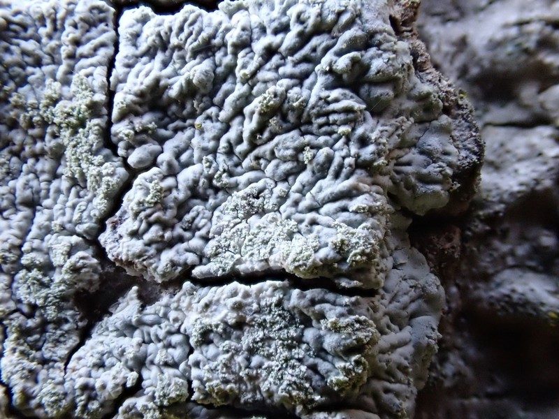 Diploicia Lichen photo 4