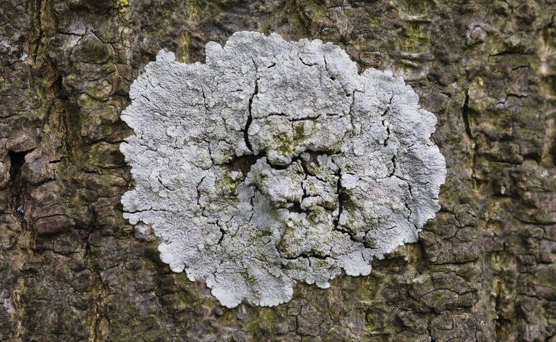 Diploicia Lichen photo 5