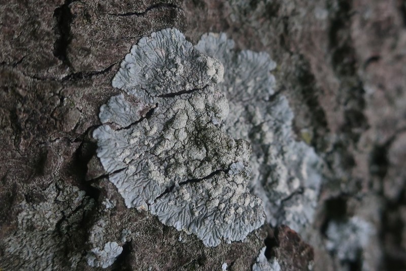 Diploicia Lichen photo 6