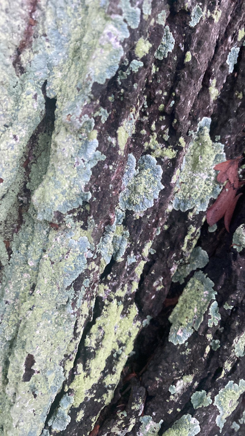 Diploicia Lichen photo 7