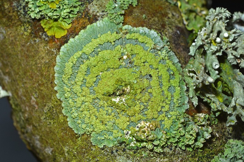 Diploicia Lichen photo 8