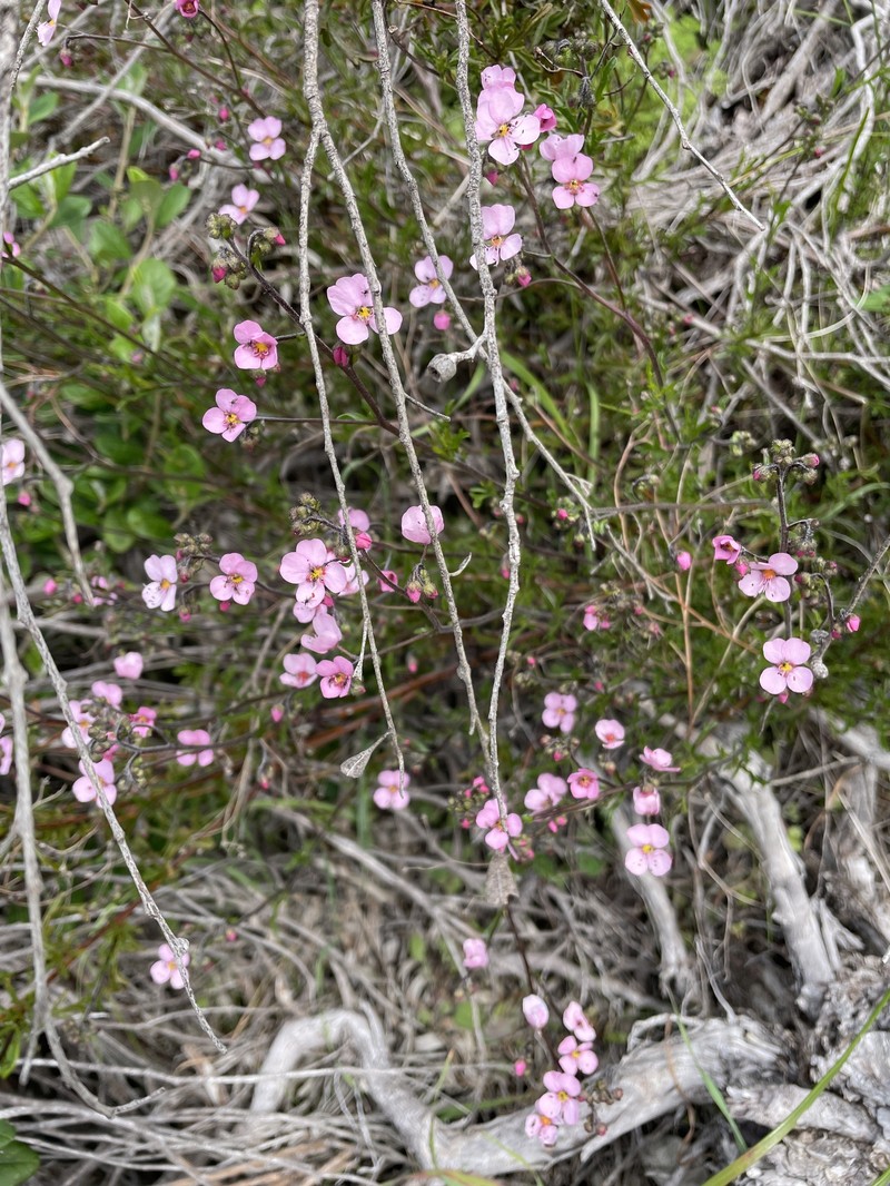 Diplopeltis huegelii subsp. huegelii photo 2