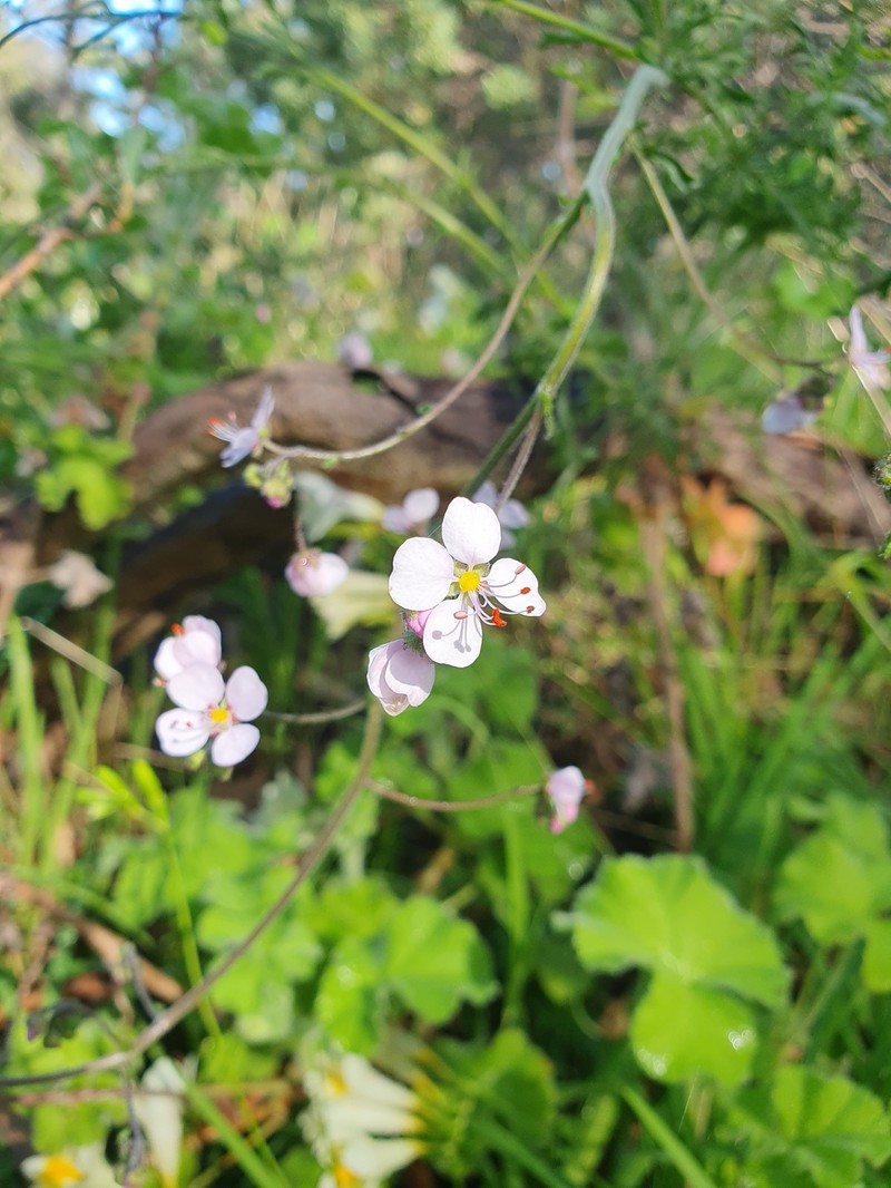 Diplopeltis huegelii subsp. huegelii photo 3