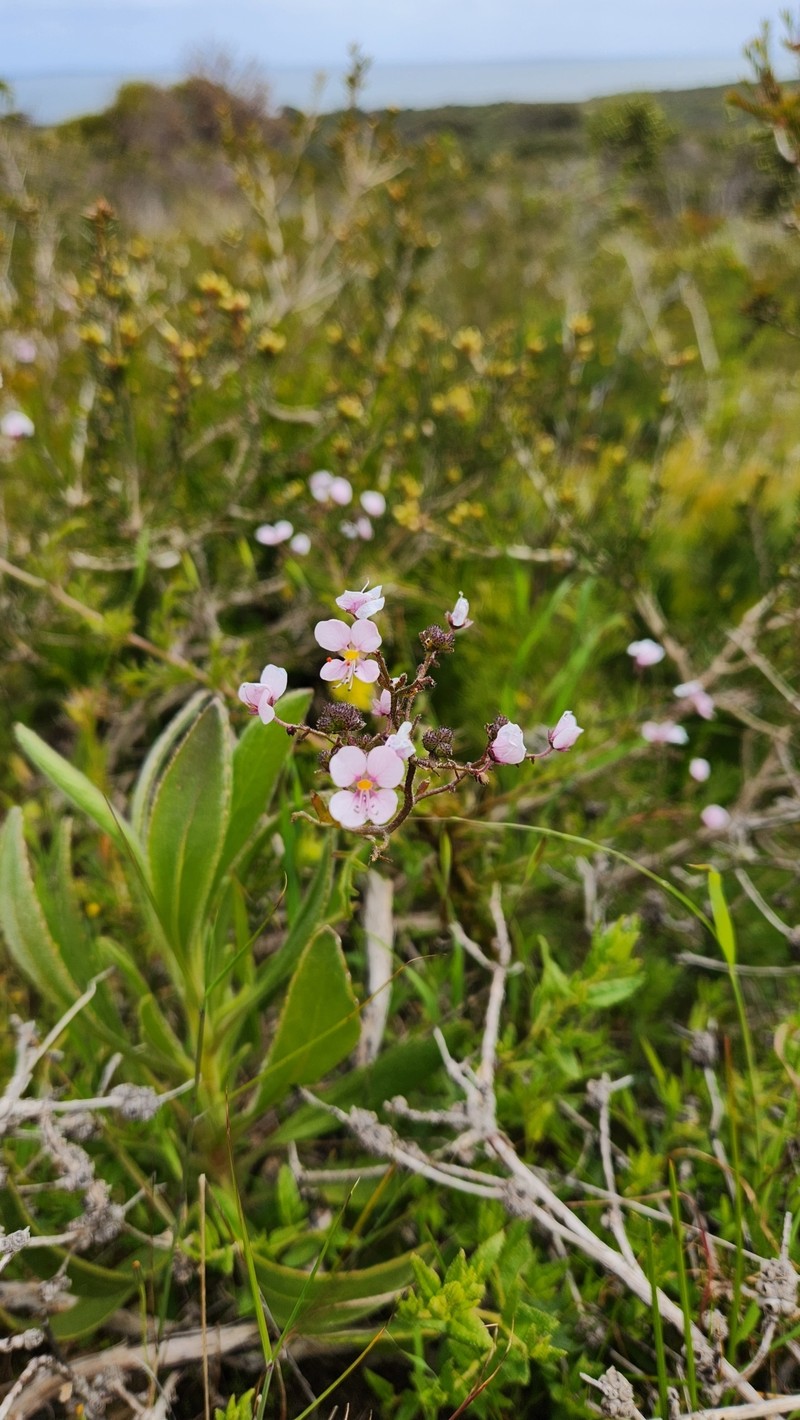 Diplopeltis huegelii subsp. huegelii photo 4