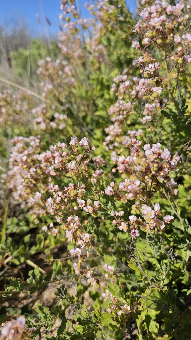 Diplopeltis intermedia var. intermedia