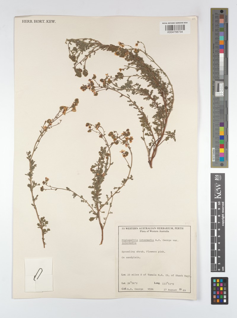 Diplopeltis intermedia var. intermedia photo 3