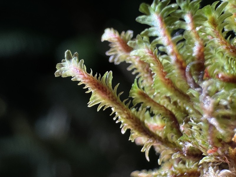 Diplophyllum albicans