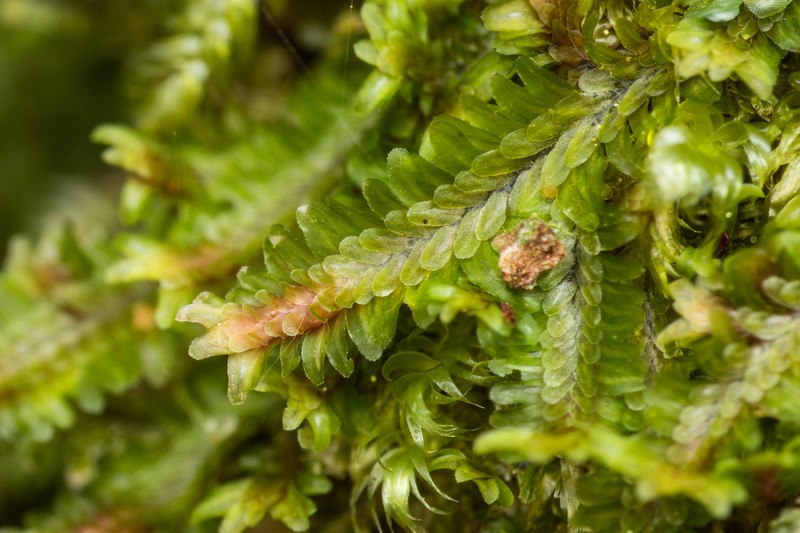 Diplophyllum albicans photo 2