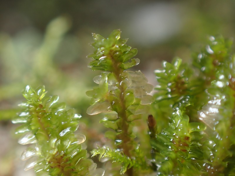 Diplophyllum albicans photo 3