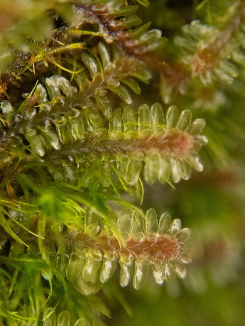 Diplophyllum albicans photo 4