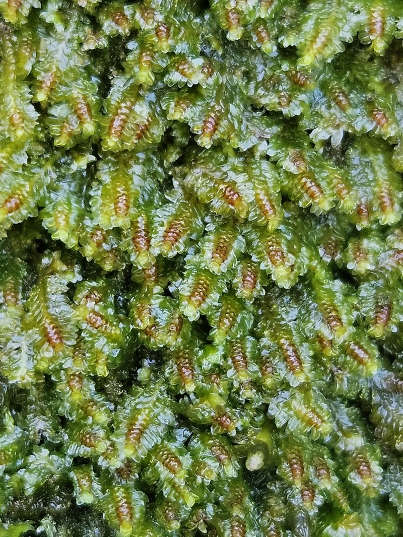 Diplophyllum albicans photo 5