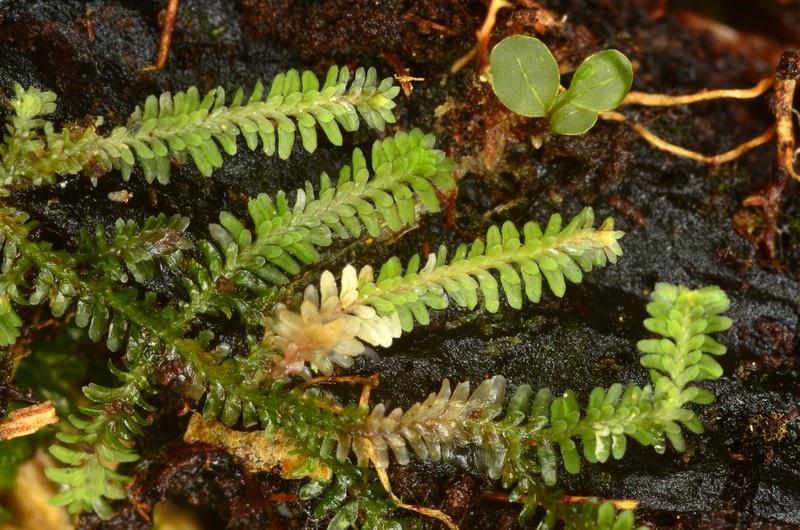 Diplophyllum albicans photo 6