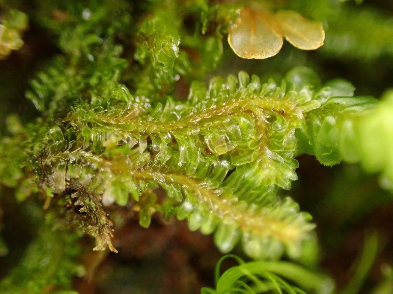 Diplophyllum albicans photo 7