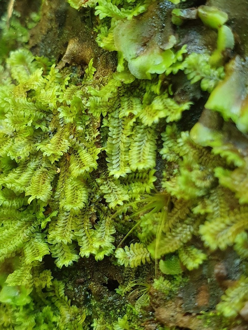 Diplophyllum albicans photo 8