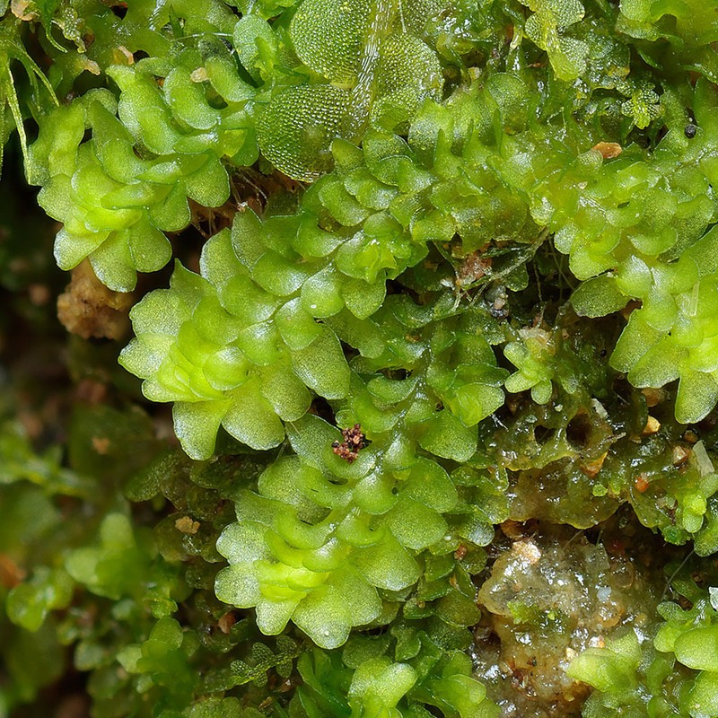 Diplophyllum andrewsii