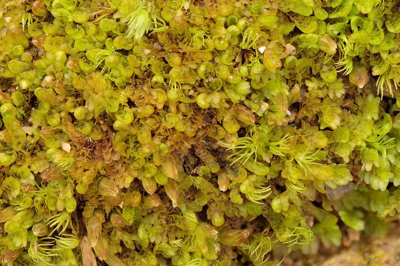 Diplophyllum andrewsii photo 2