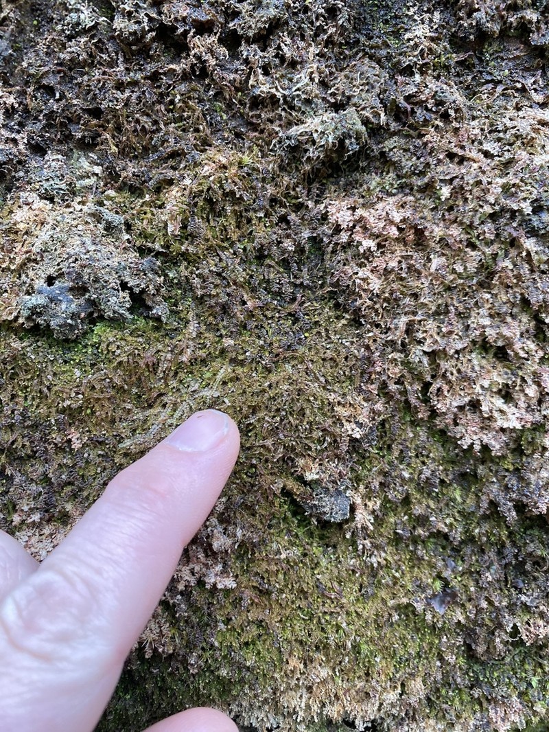 Diplophyllum apiculatum