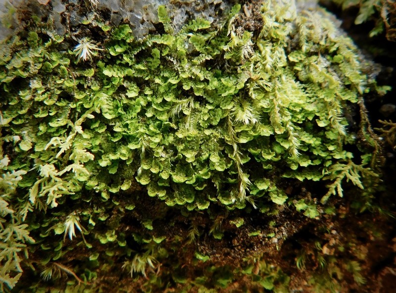Diplophyllum apiculatum photo 2
