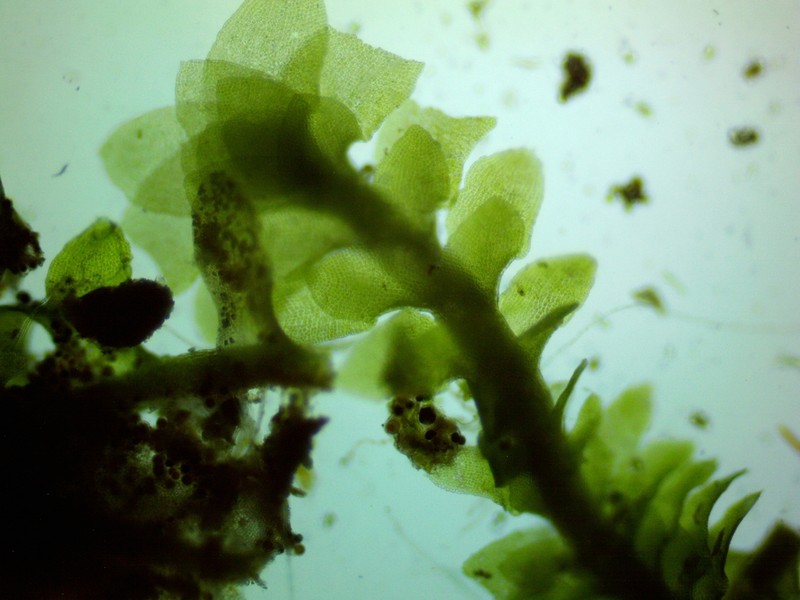 Diplophyllum apiculatum photo 3