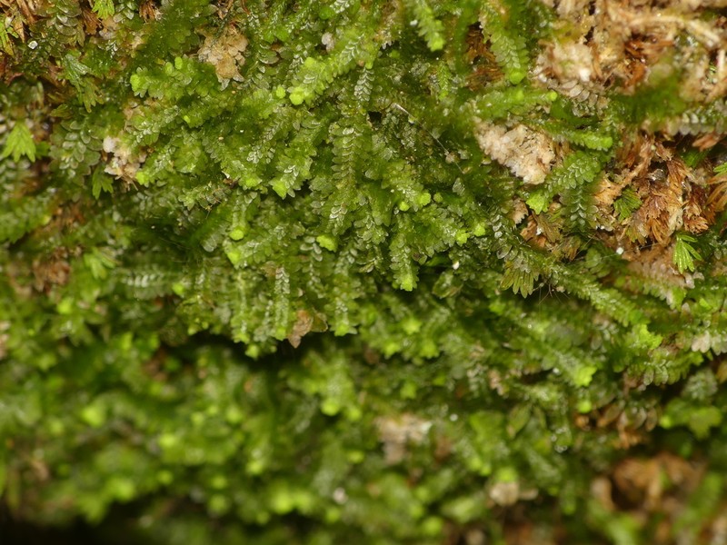 Diplophyllum apiculatum photo 4