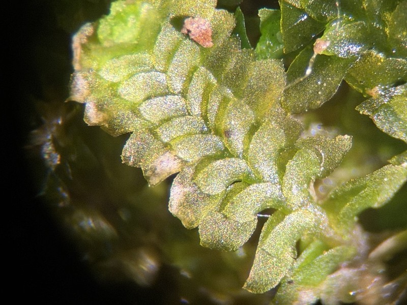 Diplophyllum apiculatum photo 5