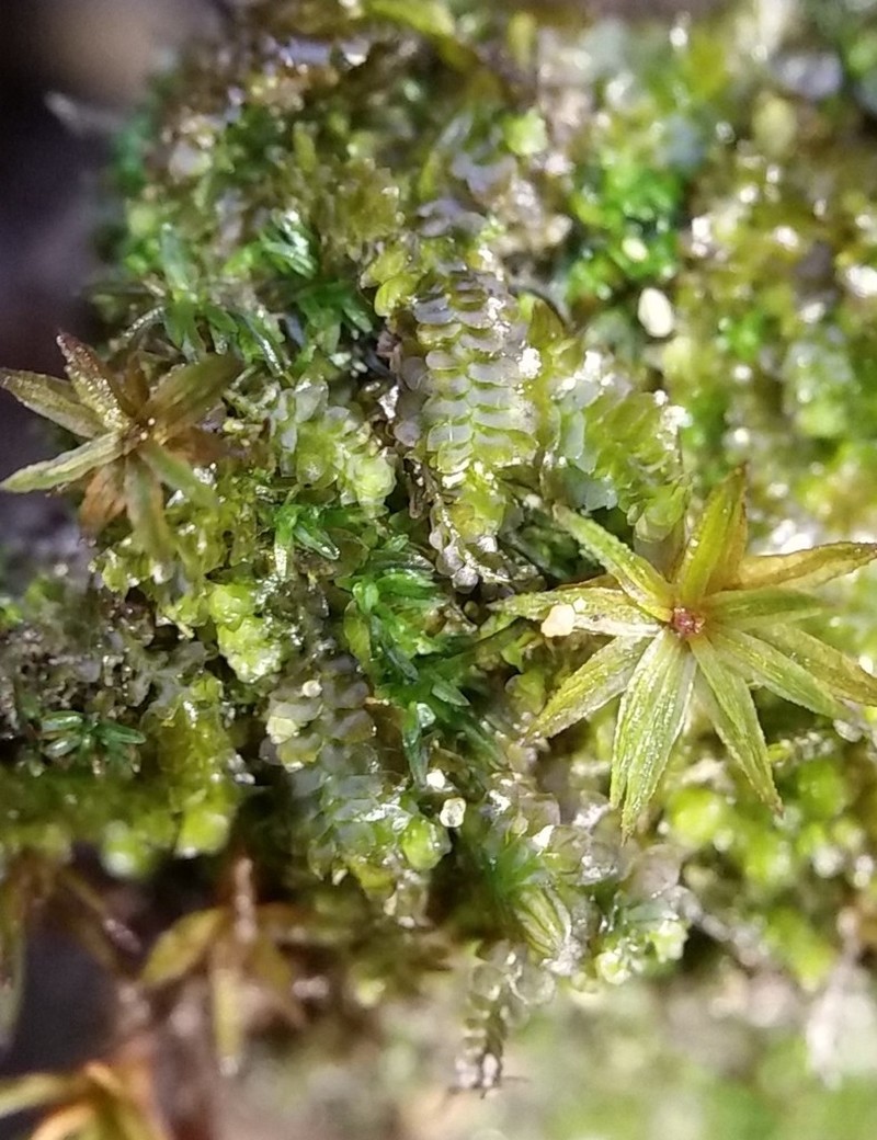Diplophyllum apiculatum photo 6