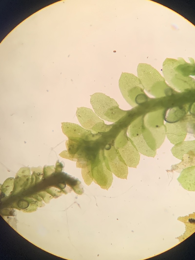 Diplophyllum apiculatum photo 7