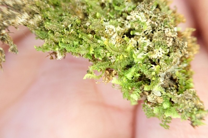 Diplophyllum apiculatum photo 8