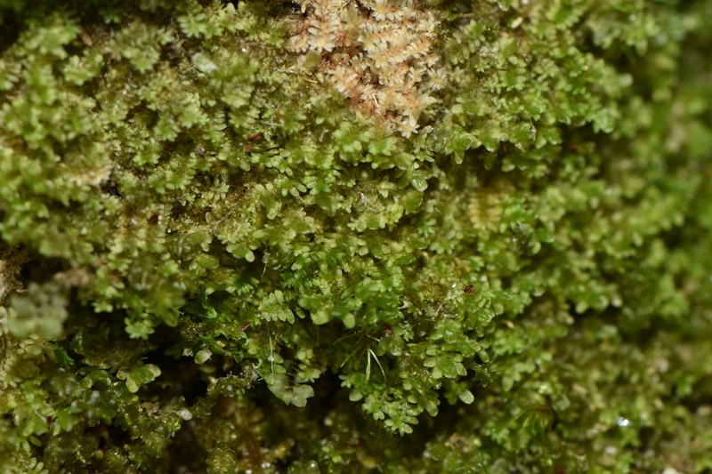 Diplophyllum obtusatum photo 4