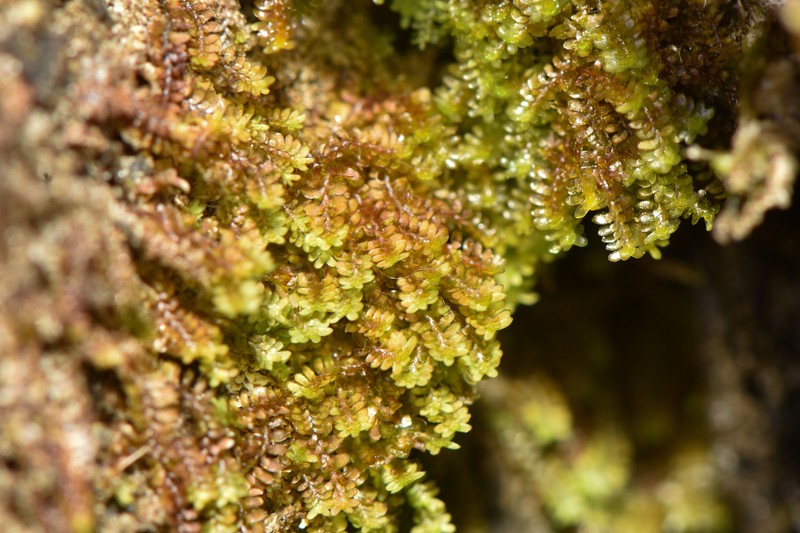 Diplophyllum obtusatum photo 5